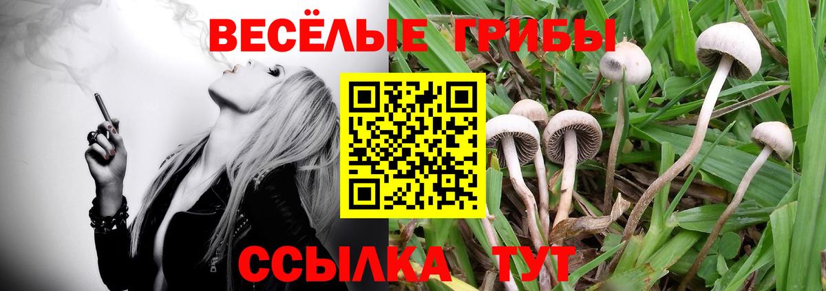 Новороссийск  Псилоцибиновые грибы Psilocybe  Псилоцибиновые грибы Magic Shrooms  Вход с VPN 